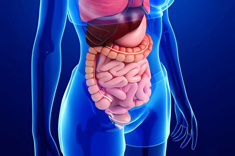 Guía Completa para el Bienestar del Sistema Digestivo.